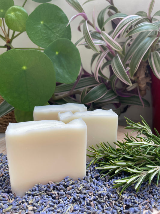 Bars of handmade environmentally friendly rosemary & lavender soap bar displayed with dried lavender, rosemary and plants.